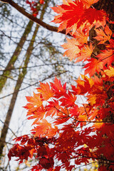 Red autumn maple leaves illuminated by the sun
