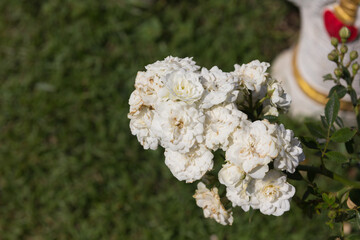 Fototapeta premium White roses flower in the garden