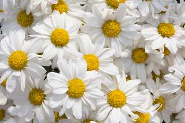 Obraz premium White chrysanthemum flower