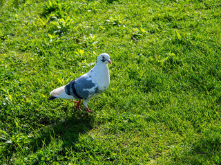 White pigeon on the shiny grass during the spring day