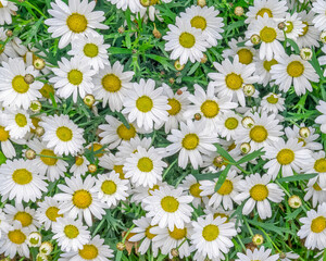 chamomile flowers top view closeup, natural background