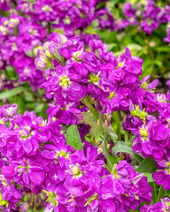 Fototapeta na wymiar vivid violet colored hoary stock flowers in the garden