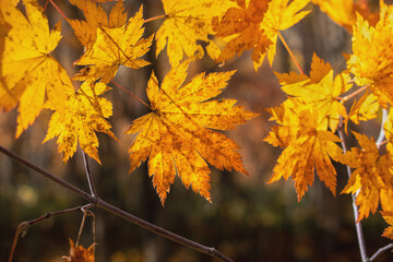 Yellow autumn maple leaves illuminated by the sun