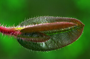 Lonely fluffy poppy bud, and a green background