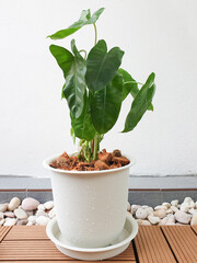 philodendron in white plastic plant pots