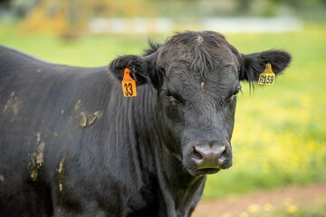 Stud Angus, wagyu, Murray grey, Dairy and beef Cows and Bulls grazing on grass and pasture in a...