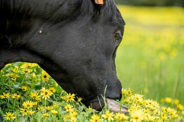 Stud Angus, wagyu, Murray grey, Dairy and beef Cows and Bulls grazing on grass and pasture in a...