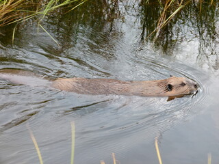 Fototapeta premium Biber im Wasser