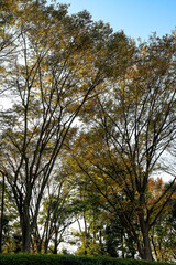 trees in the park