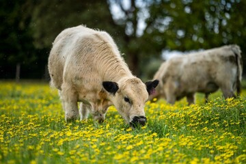 Stud Angus, wagyu, Murray grey, Dairy and beef Cows and Bulls grazing on grass and pasture in a...