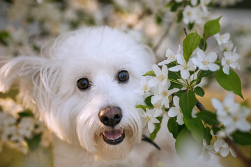 Portrait of west highland white terrier in the flowers of an apple tree