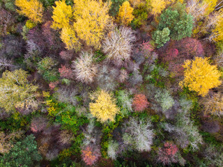 Aerial view of autumn forest landscape with top trees yellow foliage