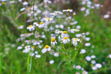 chamomile flowers meadow in springtime
