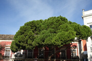 Lisbon neighbourhood scene on a square with pine tree (pinus, pinaceae, pinophyta) and red and...