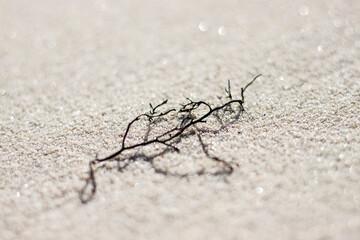 ant on the ground