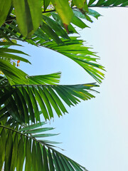 Obraz na płótnie Canvas Palm leaf against blue sky.