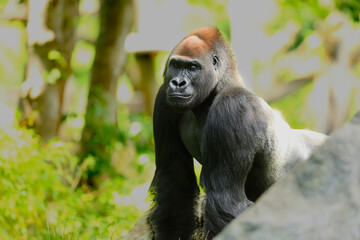 The western lowland gorilla (Gorilla gorilla gorilla) silver-back male in the green grass. Detail. Portrait.