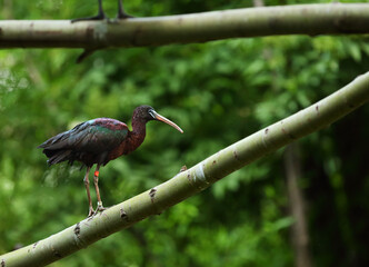 The northern bald ibis, hermit ibis, or waldrapp (Geronticus eremita) on the old branch.