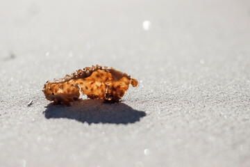 caterpillar on the ground