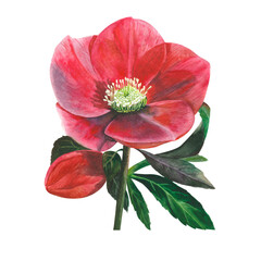 watercolor red flower hellebore