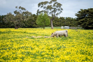 Stud Angus, wagyu, Murray grey, Dairy and beef Cows and Bulls grazing on grass and pasture in a...