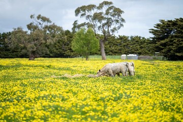 Stud Angus, wagyu, Murray grey, Dairy and beef Cows and Bulls grazing on grass and pasture in a...