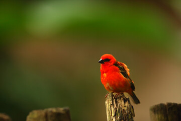 The red fody (Foudia madagascariensis), also known as the Madagascar fody in Madagascar sitting on the old branch.