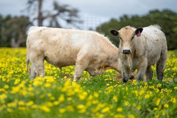 Stud Angus, wagyu, Murray grey, Dairy and beef Cows and Bulls grazing on grass and pasture in a...