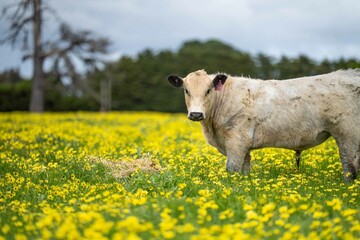 Stud Angus, wagyu, Murray grey, Dairy and beef Cows and Bulls grazing on grass and pasture in a...