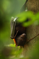 The small flying fox, island flying fox or variable flying fox (Pteropus hypomelanus) on the stone. Detail, portrait.