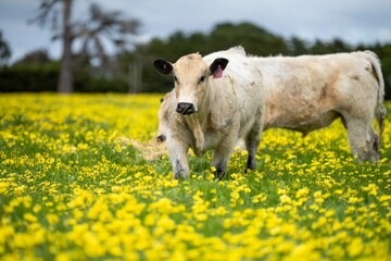 Stud Angus, wagyu, Murray grey, Dairy and beef Cows and Bulls grazing on grass and pasture in a...