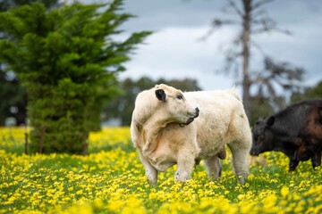 Stud Angus, wagyu, Murray grey, Dairy and beef Cows and Bulls grazing on grass and pasture in a...