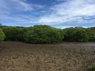 Obraz premium landscape with sky
