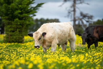 Stud Angus, wagyu, Murray grey, Dairy and beef Cows and Bulls grazing on grass and pasture in a...