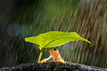 Abwaschbare Fototapete frog in the rain © heru