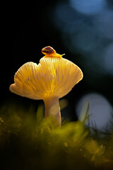 mushroom in the forest