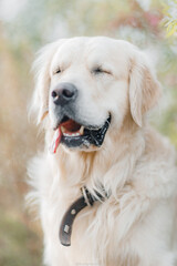 golden retriever in golden light