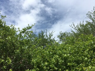 Sky view though the green leaves of a forest