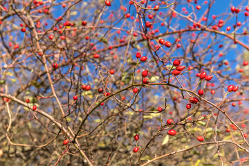 Rosehip fruit for herbal treatment, ripe rosehip fruit. Rosehip bush on a nice autumn background. Traditional medicine for colds.