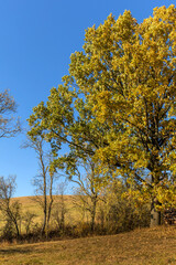 Fototapeta premium Colors of Autumn. Morning view of the autumn landscape in Czech Republic. Rural landscape in the Czech Republic. Sunny autumn day.