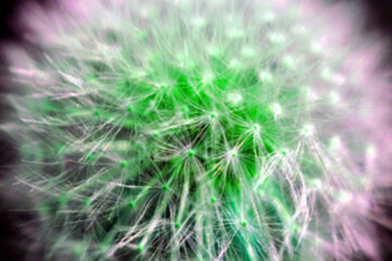 dandelion fruit  © gal