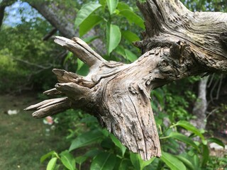 Beautiful natural art of dead stem of a tree
