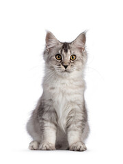 Cute Maine Coon cat kitten, sitting up facing front. Looking towards camera. Isolated on a white background.