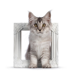Cute Maine Coon cat kitten, sitting through white photo frame. Looking towards camera. Isolated on a white background.