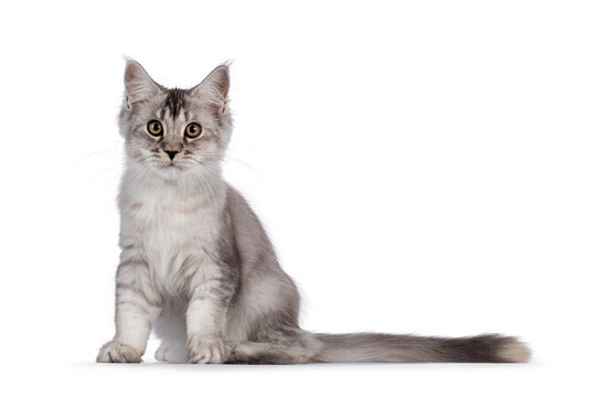 Cute Maine Coon cat kitten, sitting up side ways. Looking towards camera. Isolated on a white background.