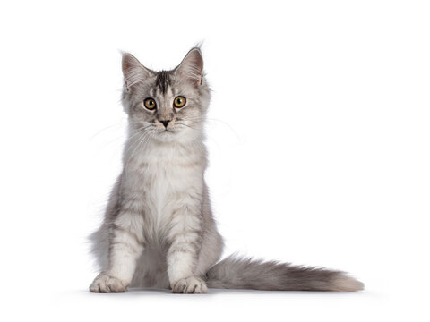Cute Maine Coon cat kitten, sitting up facing front. Looking towards camera. Isolated on a white background.