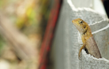 Closeup little lizard holds on the fence at the backyard of the house