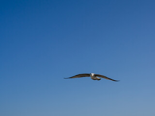 Seagull flying with open wings and copy space with blue sky