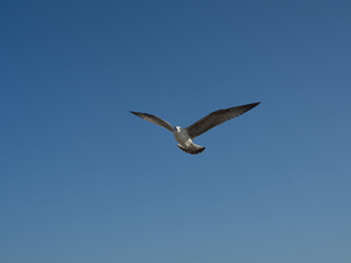 Seagull flying with open wings and copy space with blue sky