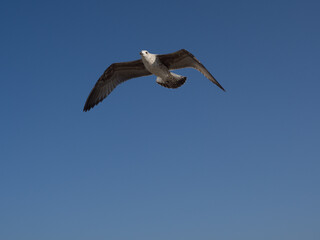 Fototapeta premium Seagull flying with open wings and copy space with blue sky